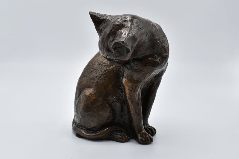 Cat, 1981