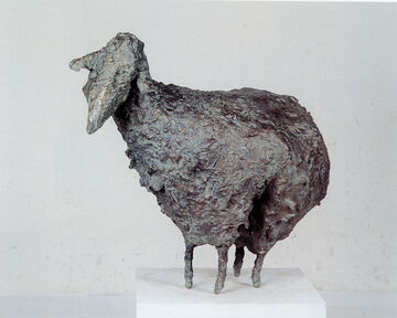 scheep, 1996