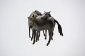 wild horses, before 1990