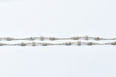 Kette 14 Kt WG