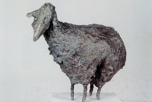 scheep, 1996